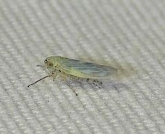 Macrosteles