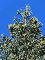 Abies magnifica shastensis