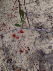 Drosera thysanosepala