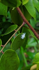 Cryptolaemus