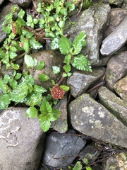 Lecanthus peduncularis