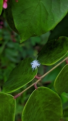 Cryptolaemus