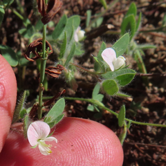Acmispon americanus