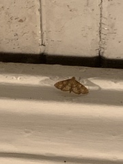 Herpetogramma aeglealis