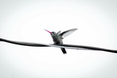 Phaeoptila sordida