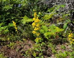 Solidago puberula