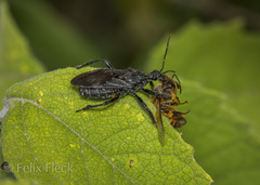 Apiomerus longispinis