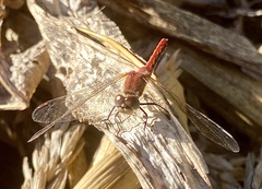 Sympetrum obtrusum