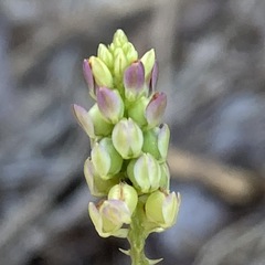 Polygala nuttallii