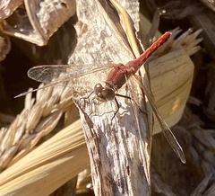 Sympetrum obtrusum