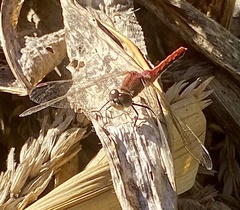 Sympetrum obtrusum