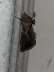 Chrysodeixis includens