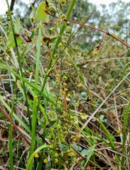 Drosera planchonii
