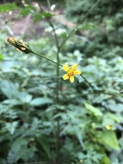 Bidens bipinnata