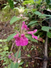 Stachys pilosissima