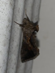 Chrysodeixis includens