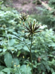 Bidens bipinnata
