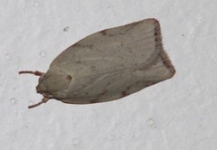 Euchaetis inceptella