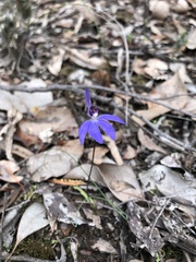 Cyanicula caerulea
