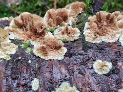 Trichaptum fuscoviolaceum