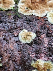 Trichaptum fuscoviolaceum