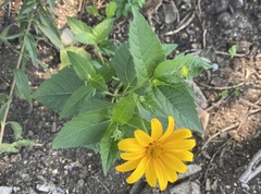 Heliopsis