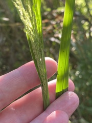 Coleataenia rigidula