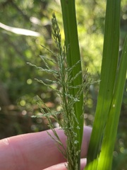 Coleataenia rigidula