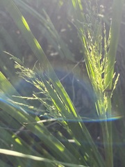 Coleataenia rigidula