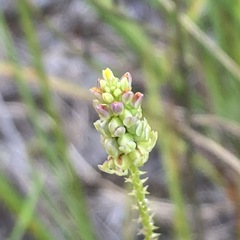 Polygala nuttallii