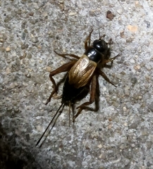 Gryllus