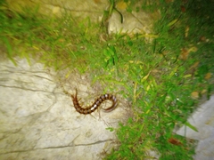 Scolopendra alternans