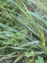 Coleataenia rigidula