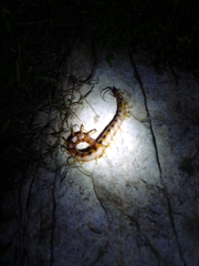 Scolopendra alternans