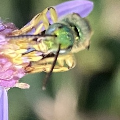 Agapostemon sericeus