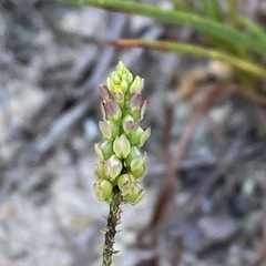 Polygala nuttallii
