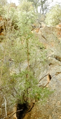 Pseudotsuga macrocarpa