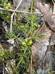 Acacia aculeatissima