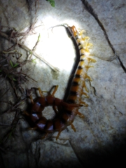Scolopendra alternans