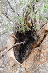 Pseudotsuga macrocarpa