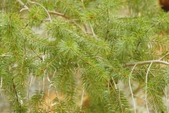 Pseudotsuga macrocarpa
