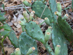 Opuntia macrorhiza