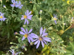 Symphyotrichum shortii