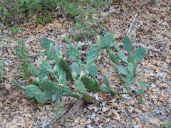 Opuntia macrorhiza