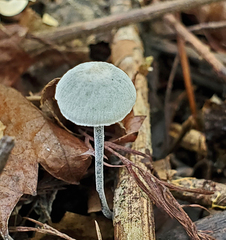 Tetrapyrgos nigripes