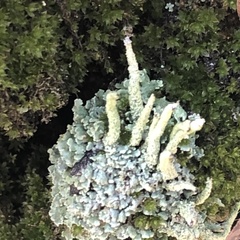 Cladonia coniocraea