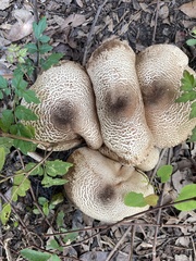 Lentinus tigrinus