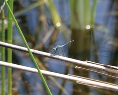Micrathyria aequalis