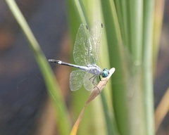 Micrathyria aequalis