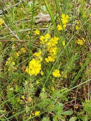 Hibbertia fasciculata